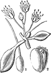 "Eremocarpus setigerus. 1. a young pistil; 2. a ripe fruit after dehiscing." -Lindley, 1853