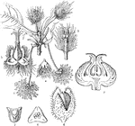 "Fagus sylvatica; 1. male catkins; 2. female do.; 3. the latter, with the scales of the involucre stripped off to show the ovaries at the apex; 4. a male flower; 5. a half-grown male with the involucre, now consisting of consolidated scales, forced back; 6. a ripe involucre opening and exposing the nuts; 7. a transverse section of a ripe nut; 8. the same of a young ovary." -Lindley, 1853