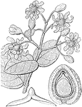 "Boldoa fragrans. 1. a section of the ripe fruit; 2. the embryo shown separately." -Lindley, 1853