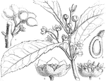 "Hedycarya dentata. 1. male flower; 2. female ditto; 3. section of carpel; 4. ripe fruit." -Lindley, 1853