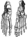 The bones of the feet.