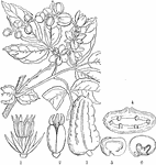 "Lardizabala triternata. 1. petals and stamens of male flower; 2. carpels; 3. fruit of a Lardizabala; 4. a cross section of it; 5. a seed; 6. a section of it, showing the embryo." -Lindley, 1853