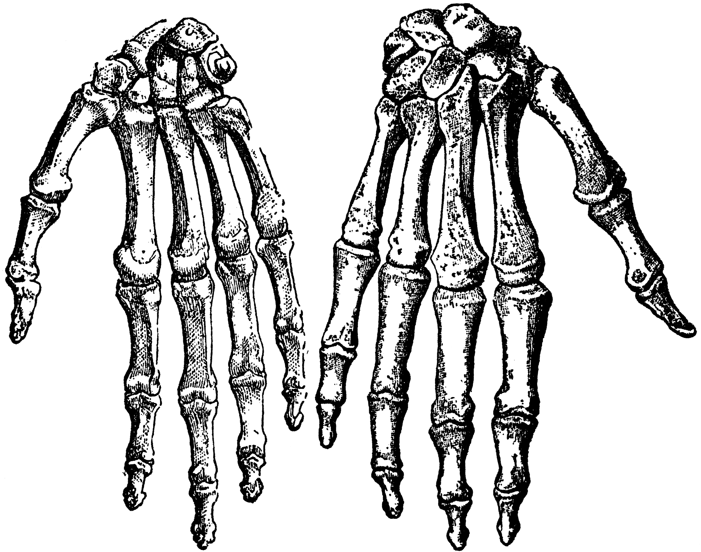 Выберите три верно обозначенные подписи к рисунку на котором изображено строение скелета руки