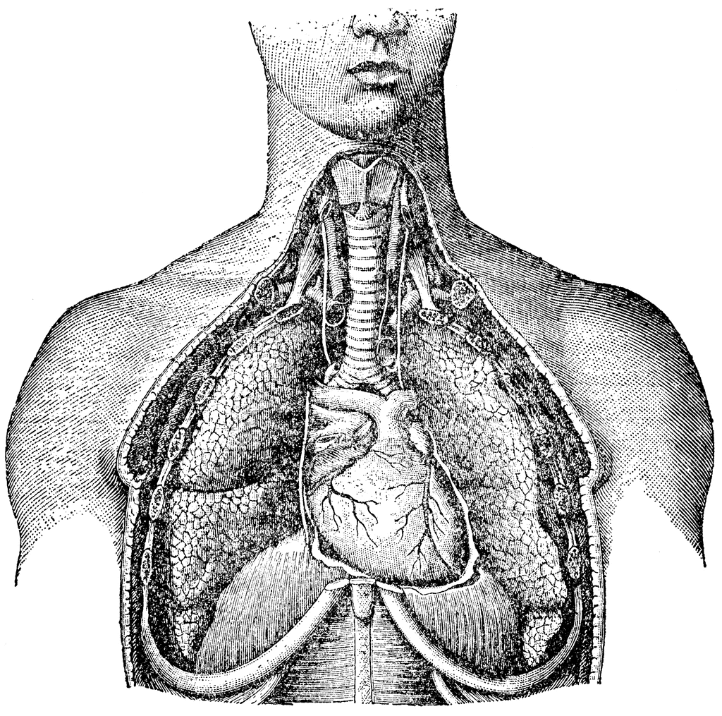 Label the parts of human respiratory system?​ - Brainly.in