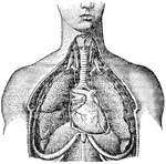 The respiratory system. Labels: 1, larynx; 2, trachea; 3, right lung; 4, left lung; 5, heart.