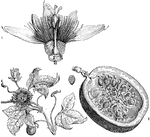 "Passiflora; 1. section of a flower; 2. of its ripe fruit." -Lindley, 1853