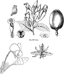 "Corynostylis Hybanthus. 1. a set of stamens, each having the connective lengthened beyond the anther, in the form of a scale; 2. a spurred petal; 3. a transverse section of an ovary, showing the three parietal placentae; 4. a ripe fruit; 5. an embryo." -Lindley, 1853