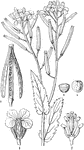 "Erucastrum Canariense. 1. a flower. 2. the stamens; 3. the siliqua, with the valve separating from the replum; 4. a transverse section of a seed; 5. a perfect seed." -Lindley, 1853