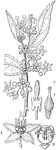 "Byttneria celtoides. 1. an expanded flower; 2. cup of stamens; 3. abortive stamen; 4. pistil." -Lindley, 1853