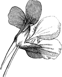 "Flower of Tropaeolum majus showing the spur." -Lindley, 1853