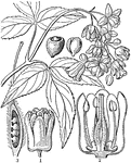 "Staphylea Bumalda. 1. a flower; 2. a perpendicular section of it; 3. a section of its ovary." -Lindley, 1853