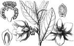 "Anona furfuracea. 1. an expanded flower; 2. a vertical section of male and female apparatus, which latter occupies the centre; 3. a vertical section of a carpel; 4. ditto of a ripe seed, showing the ruminated albumen and embryo." -Lindley, 1853