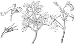 The Delphinium tricorne or Dwarf Larkspur: "1. petals and stamens; 2. carpels; 3. a branch of ripe fruit." -Lindley, 1853