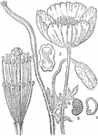 "Romeria refracta. 1. its stamens and pistil; 2. a cross section of the ovary of Eschscholtzia californica; 3, 4, seeds of Papaver orientale." -Lindley, 1853