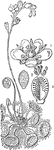"Drosera rotundifolia. 1. a flower; 2. a perpendicular section of the ovary; 3. a perpendicular section of a seed." -Lindley, 1853