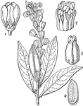 A Florida plant, the buckwheat tree: "Mylocaryum ligustrinum. 1. a flower; 2. stamens; 3. ovary; 4. section of seed." -Lindley, 1853