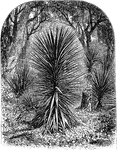 An illustration of the Yucca gloriosa, commonly referred to as the Spanish Dagger. The yucca gloriosa is an evergreen shrub of the family Agavaceae, and the genus Yucca. The yucca is caulescent, 0.5 - 2.5 meters tall, usually with several stems from the base and its base is thickened in adult specimens. Other commons names are Moundlily Yucca, Soft-tipped Yucca, Spanish Bayonet and Sea Islands Yucca.
