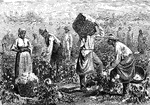 An illustration of African American slaves picking cotton in Alabama.