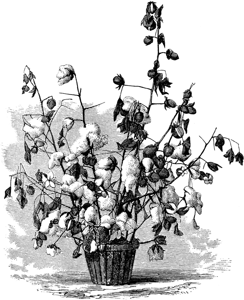 Cotton Plant White Black Stock Illustrations – 1,444 Cotton Plant White  Black Stock Illustrations, Vectors & Clipart - Dreamstime