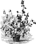 An illustration of the cotton plant.