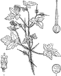"Geranium Robertianum. 1. its stamens; 2. its ovary; 3. a section of its seed." -Lindley, 1853