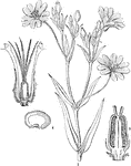 Stellaria holostea is an ornamental plant also known as Addersmeat or the Greater Stitchwort.