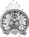 A cross section of the brain from left to right. Labels: 1, thalamus; 2, skull; 3, cerebral membrane; 4, cerebral hemisphere; 5, lateral ventricle; 6, optic lobe; 7, septum lucidum; 8, longitudinal sinus; 9, great longitudinal fissure; 10, corpus callosum; 11, median cerebral cavity; 12, cerebral hemisphere; 13, gray matter; 14, white matter; 15, Corpora Albicantia.
