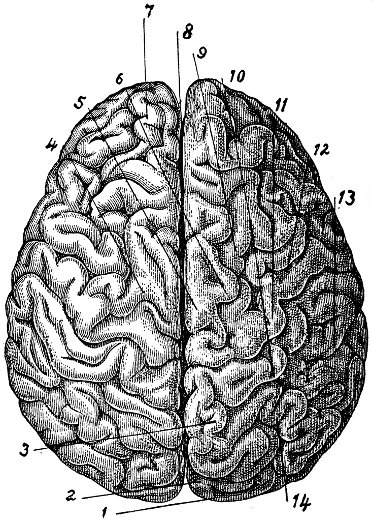 Brain Viewed from Above ClipArt ETC