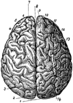 The brain viewed from above. Labels: 1, occipital convolution; 2, occipital lobe; 3, inner parietal convolution; 4, left cerebral hemisphere; 5, inner frontal convolution; 6, right cerebral hemisphere; 7, frontal lobe; 8, longitudinal fissure; 9, median frontal convolution; 10, occipital center convolution; 11, frontal center convolution; 12, outer frontal convolution; 13, outer parietal convolution; 14, median parietal convolution.