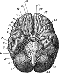 The base of the brain. Labels: 1, eleventh or spinal accessory nerve; 2, right hemisphere of cerebellum; 3, twelfth or hypoglossal nerve; 4, ninth or glosso-pharyngeal nerve; 5, eighth or auditory nerve; 6, seventh or facial nerve; 7, medulla oblongata; 8, fifth or trigemenus; 9, central lobe; 10, fourth or trochlear nerve; 11, sixth or abduceus nerve; 12, pons varolii; 13, right frontal lobe of the cerebrum; 14, lobes of the medulla; 15, optic chiasm; 16, second or optic nerve; 17, left frontal lobe; 18, first or olfactory nerve; 19, sylvian fissure; 20, third or oculamotor nerve; 21, tenth or pneumogastric nerve; 22, left hemisphere of the Cerebellum.