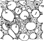 Section of bone marrow. Labels: f, fat vacuole; e, eosinophile cells; ,y, myeloplaxes; r, red corpuscles; m, marrow cells; h, haematoblasts or erythroblasts.