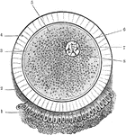 The ovum and its coverings. The corona radiata, which completely surrounds the ovum, is only represented in the lower part of the figure. Labels: 1, corona radiate; 2, granular layer; 3, vitelline membrane; 4, zona pellucida (oolemma); 5, vitellus or yolk; 6, germinal vesicle (nucleus); 7, germinal spot (nucleolus); 8, nuclear membrane.