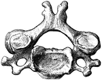 Fourth cervical vertebra viewed from above.