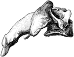 Fourth cervical vertebra viewed from right side.