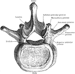 Third thoracic vertebra viewed from above.