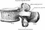 Third thoracic vertebra viewed from side.