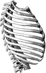 The thorax as seen from right side.