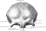 Anterior view of the frontal bone.