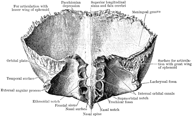 Frontal Bone Viewed From Below | ClipArt ETC