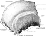 The outer side of the right parietal bone.