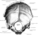 The inner surface of the right occipital bone.