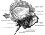 The right temporal bone as seen from the inner side.