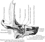 The anterior half of a vertical transverse section through the left temporal bone.