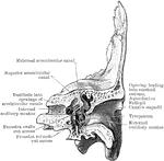 The posterior half of a vertical transverse section through the left temporal bone.