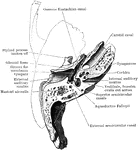 Horizontal section through left temporal bone showing lower half of section.