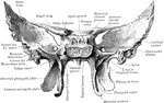 The sphenoid as seen from behind.