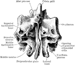 The ethmoid viewed from behind.