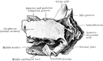 The ethmoid viewed from right side.