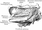 Section showing nasal aspect of left lateral mass of ethmoid.