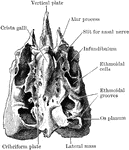 The ethmoid viewed from above.